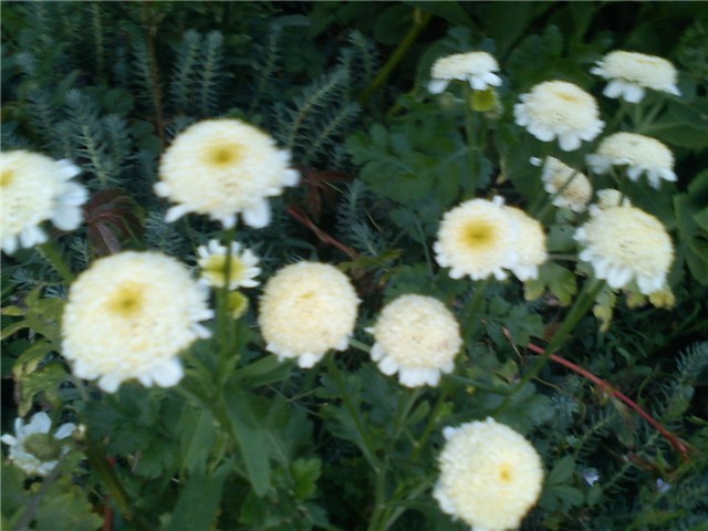 bijeli cvjetići