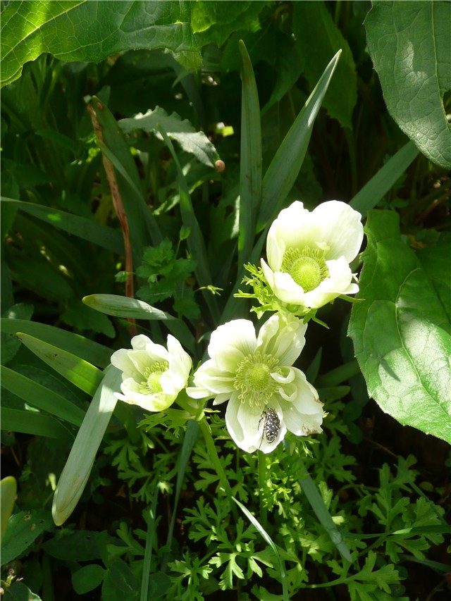 anemone