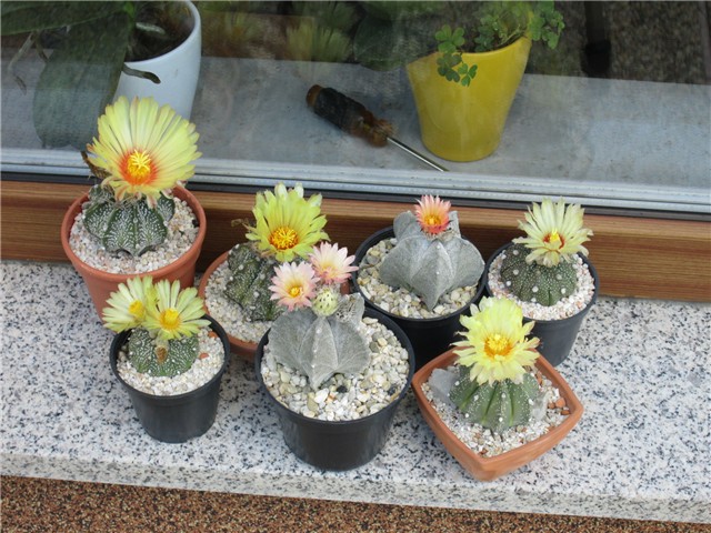 astrophytum