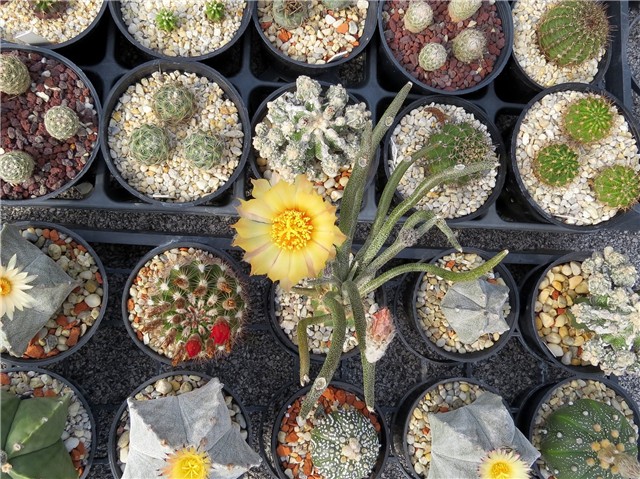 Astrophytum caput medusae                           