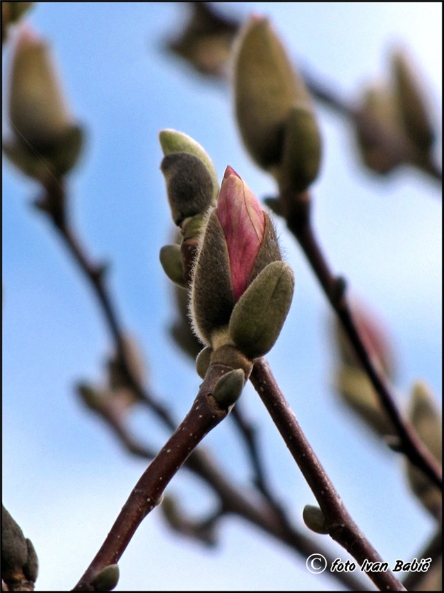 magnolija
