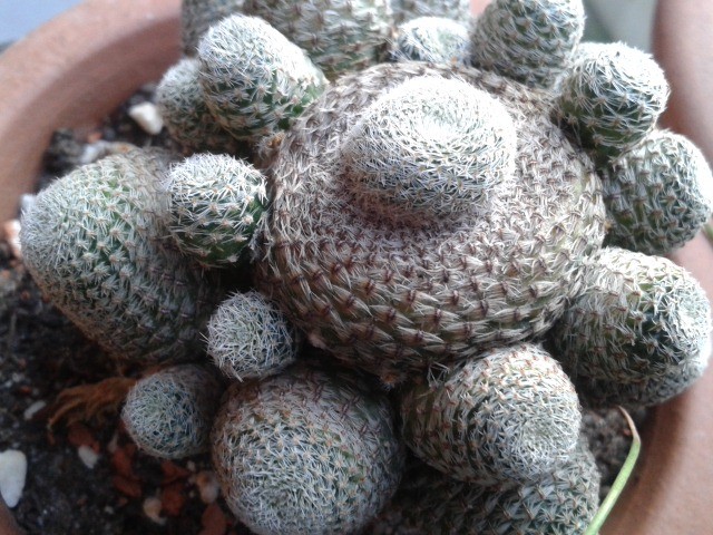 rebutia problem