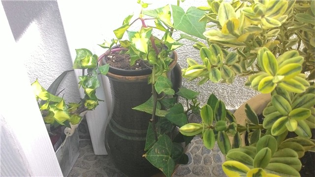 moj balkon