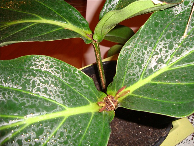 moja medinilla