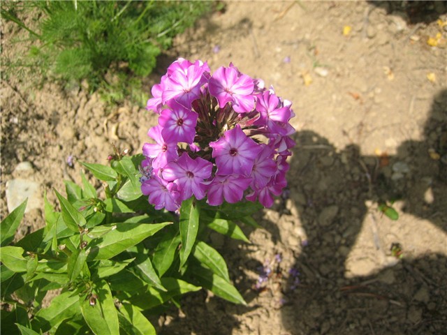 Phlox