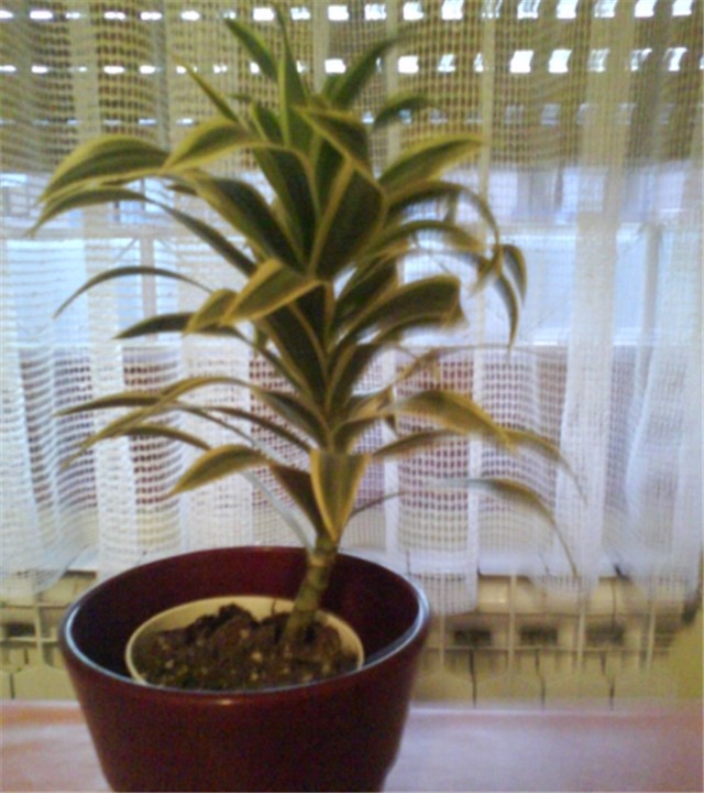 Dracena