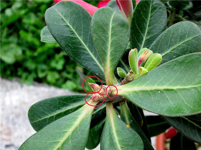 Adenium obesum