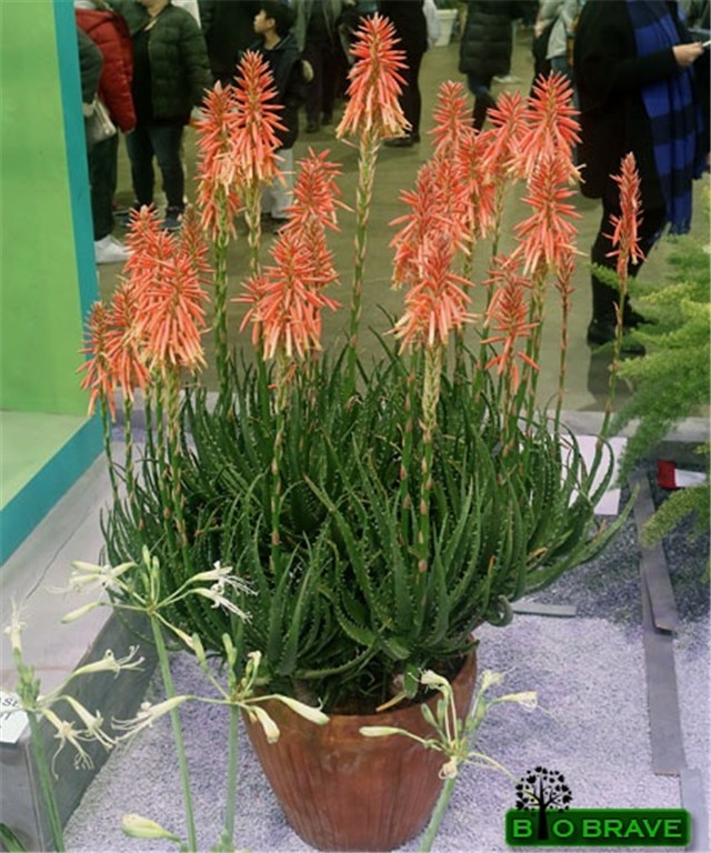 Aloe humilis