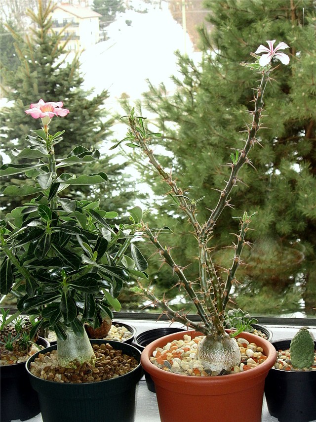 adenium obesum ,  pachypodium succulentum