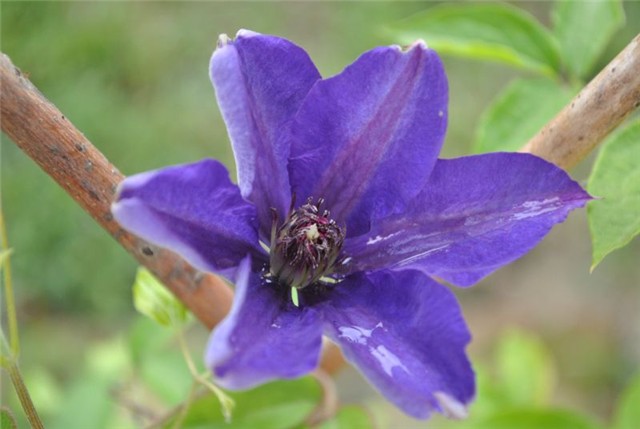 clematis