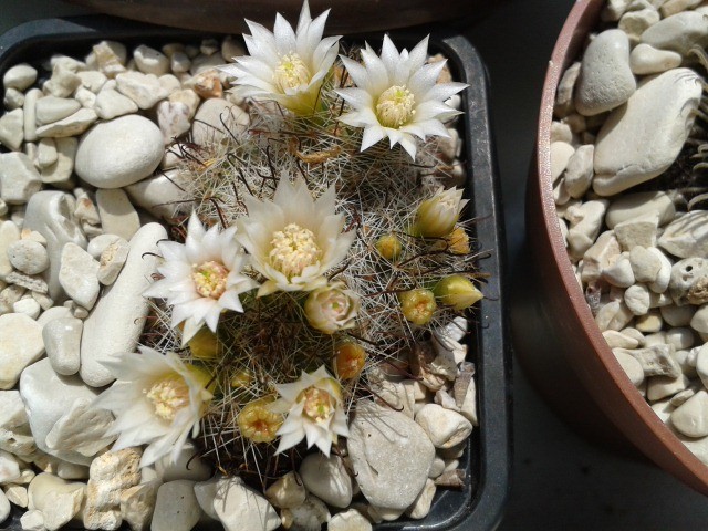 Mammillaria 