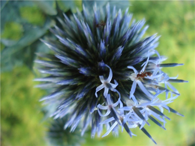 Echinops