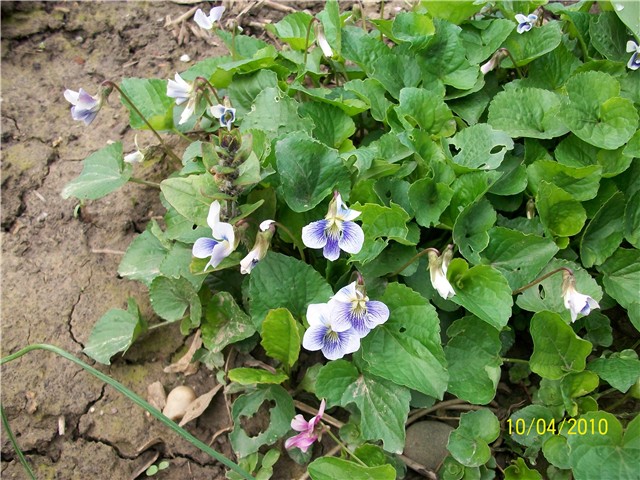Ljubičica%20-%20lat.%20Viola%20odorata