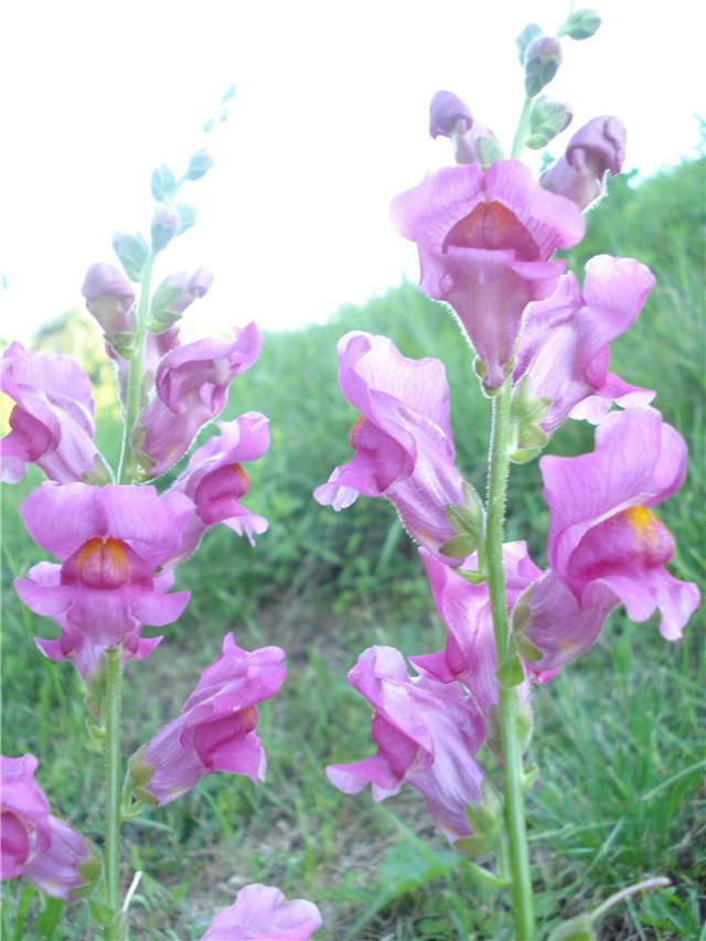 Antirrhinum