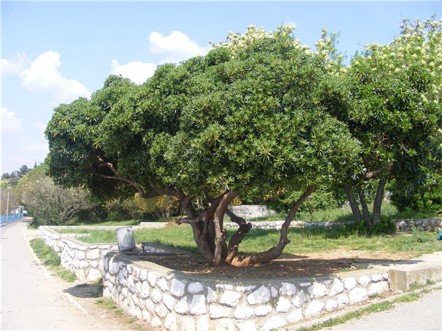 Pittosporum tobira