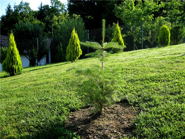 Abies koreana  –  Korejska jela