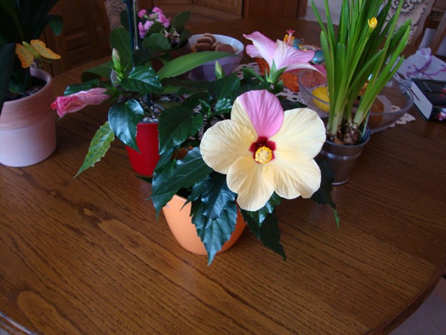 hibiskus
