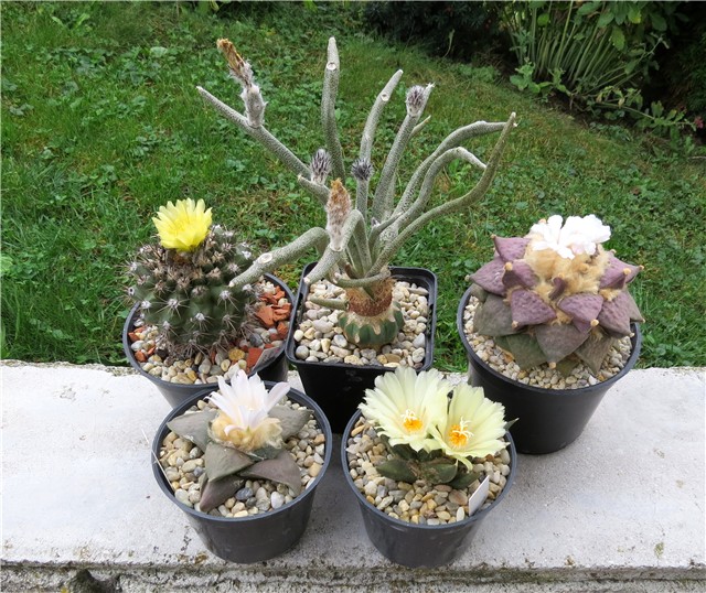 ariocarpus