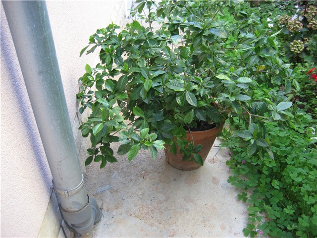 gardenija