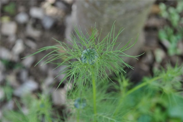 nigella