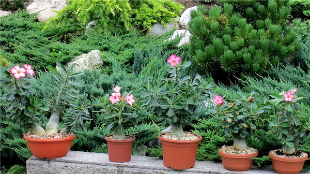 Adenium obesum, arabicum