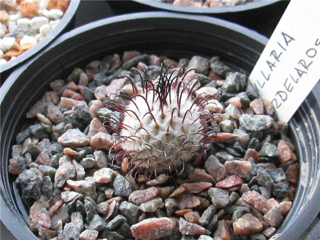 Mammillaria perezdelarosae