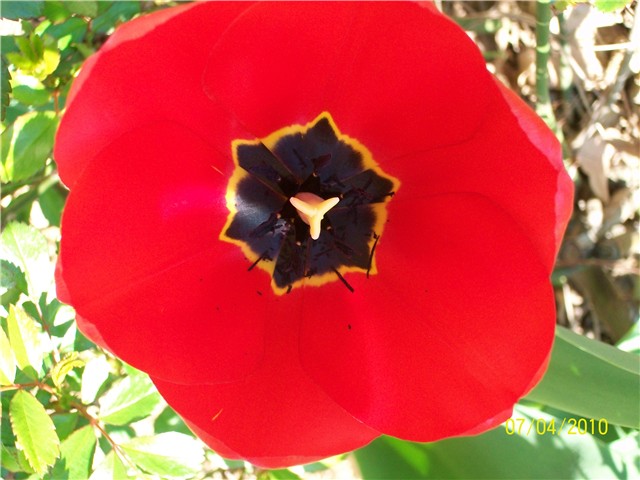 Tulipan%20-%20lat.%20tulipa