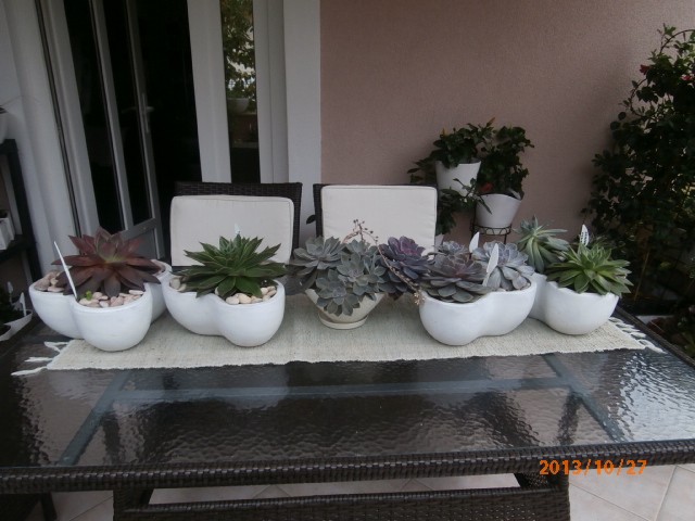 echeveria