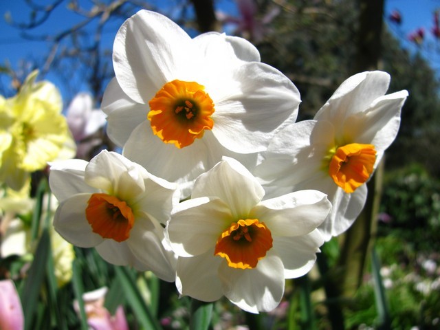 Narcissus 