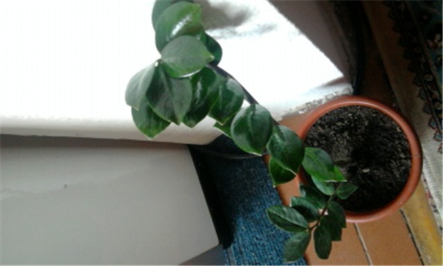 ZAMIOCULCAS