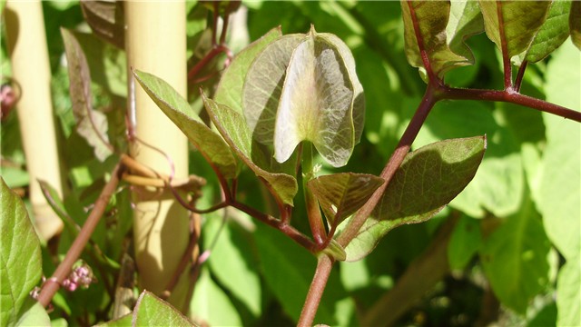 cobaea%20scandens