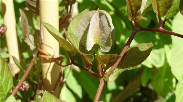 cobaea scandens