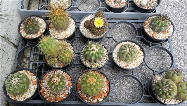 Copiapoas 