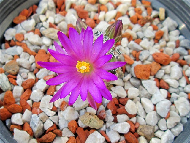 mammillaria hernandezii