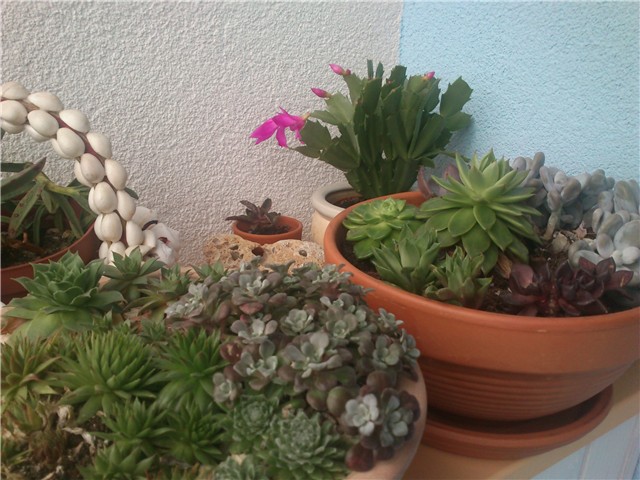 moj balkon