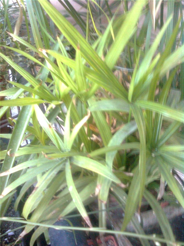 cyperus