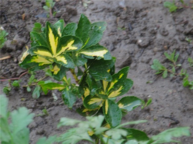 Euonymus japonicus var. aureus - Kurika