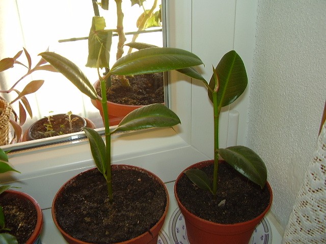 Ficus