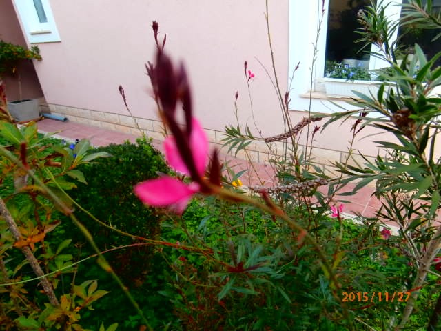 gaura