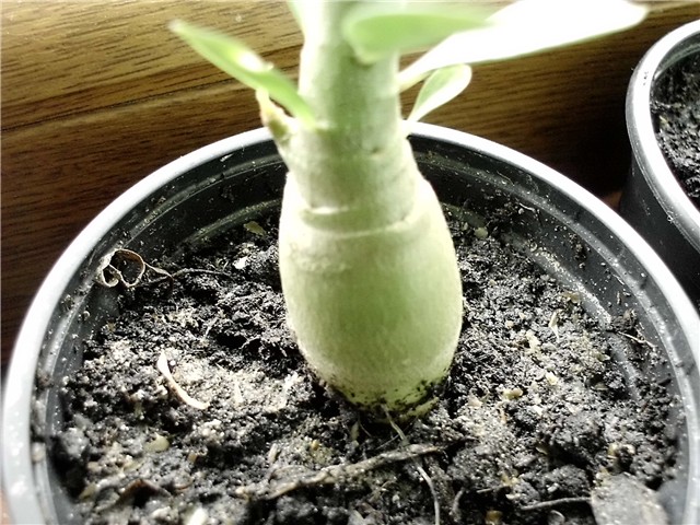 adenium 