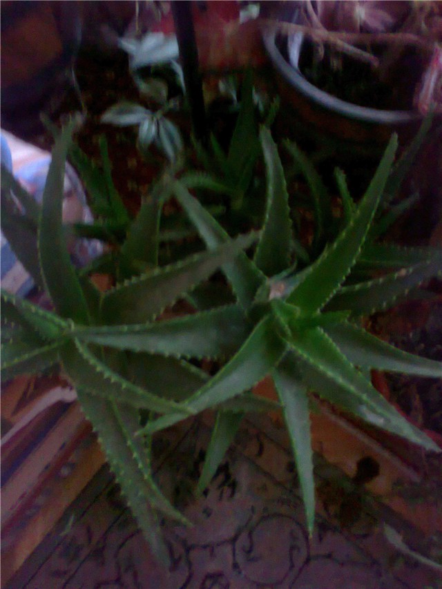 aloja1