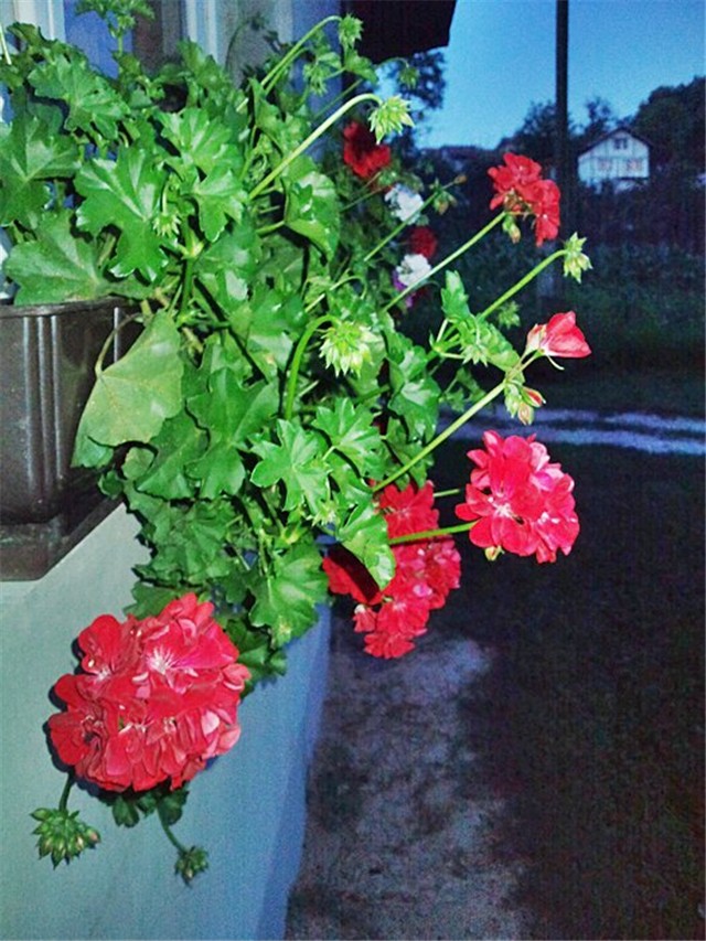 pelargonije 