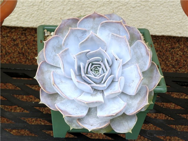 Echeveria lilacina