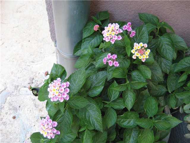 lantana