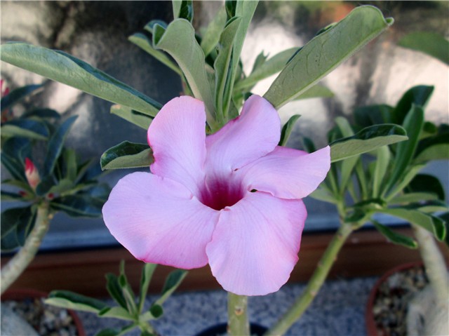 adenium swazicum