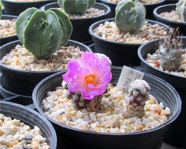 mammillaria theresae
