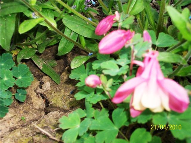 niski%20pakujac%20lat.%20-Aquilegia%20