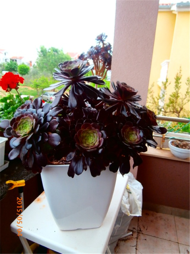 aeonium