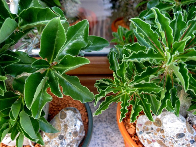 Pachypodium saundersii - Pachypodium saundersii v. compacta