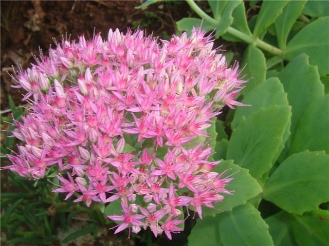 sedum